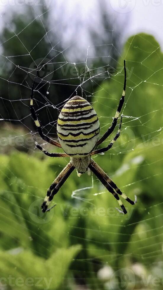 Macro spider close-up. Spider in the wild nature weaving web. Toxic wild spider photo