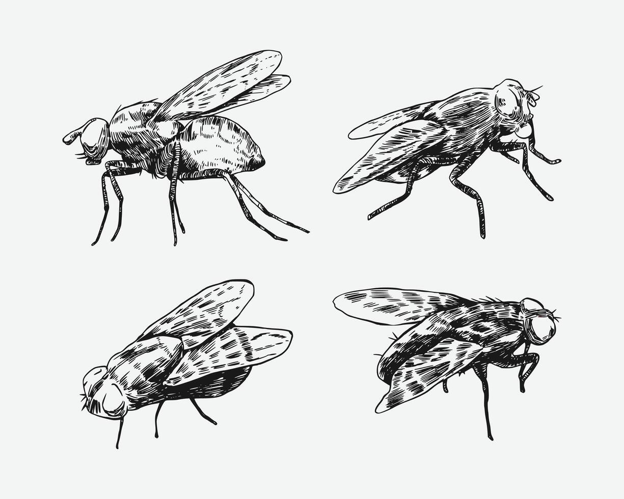 Set of fly insect sketch drawing. Isolated background. Animal, bug, pest concept. Graphic illustration. vector