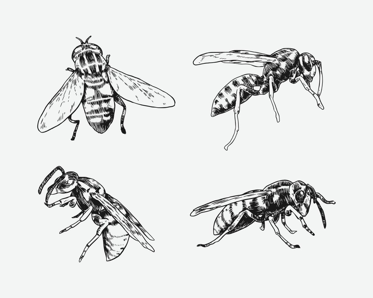 Set of hand drawn wasp sketch, engraving. Different pose, action. Isolated background. Graphic illustration. vector