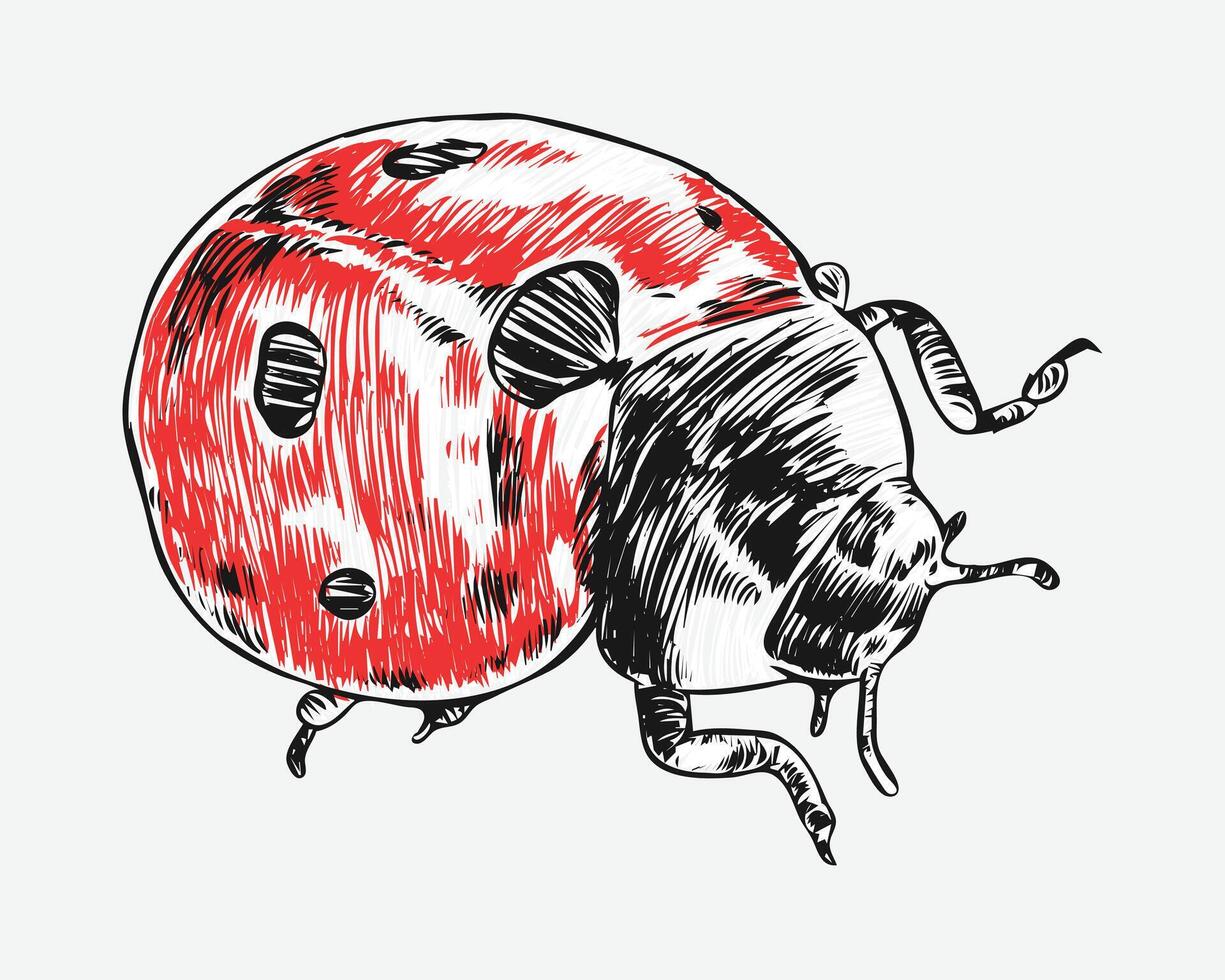 Ladybug hand drawing. Isolated on white background. Graphic illustration. vector