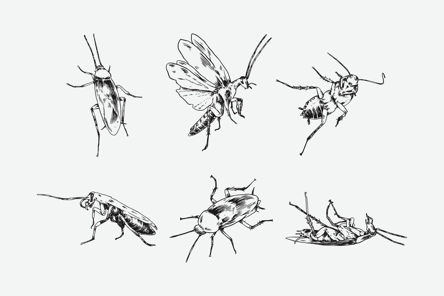 Set of hand drawn of cockroach. Sketch drawing. Different pose, gesture. Monochrome illustration. vector