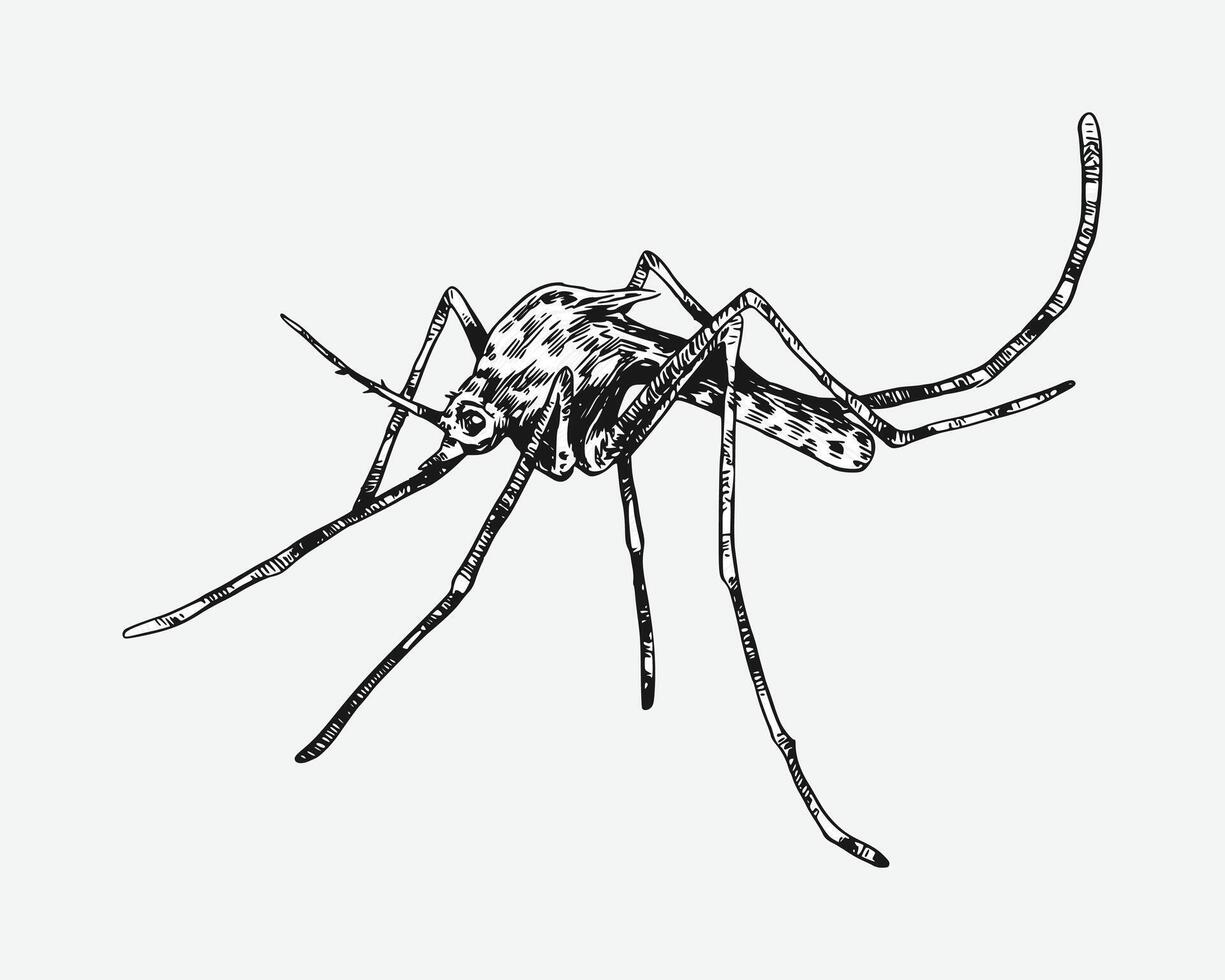 Mosquito drawing. Isolated on white background. Different action, pose, Monochrome hand drawn illustration. vector