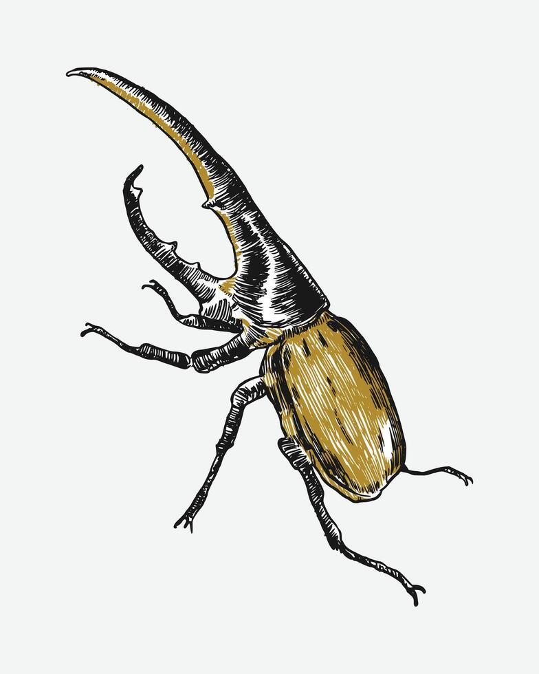 Hercules beetle insect sketch hand drawn. Isolated background. Graphic illustration. vector