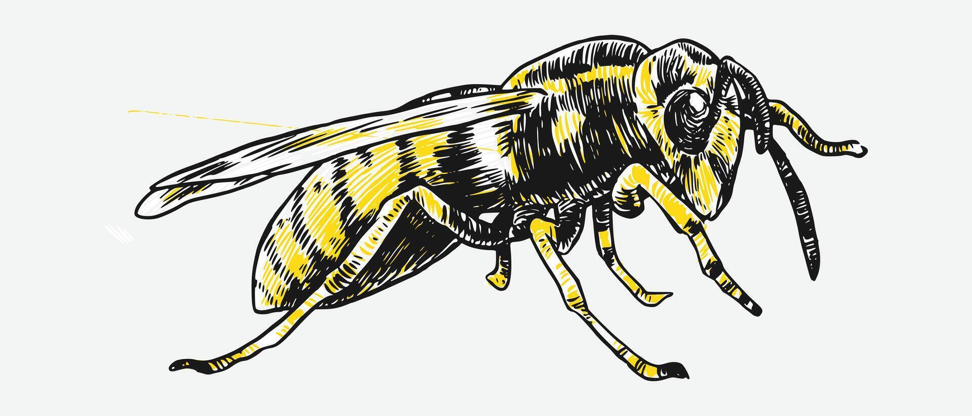 Hand drawn wasp sketch, engraving. Different pose, action. Isolated background. Graphic illustration. vector