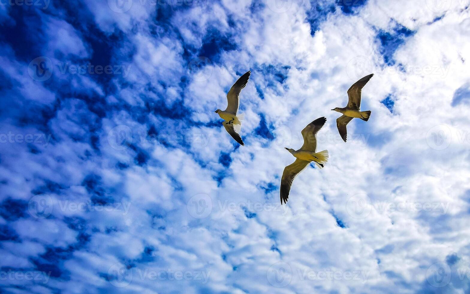 Flying seagull seagulls birds with blue sky background clouds in Mexico. photo