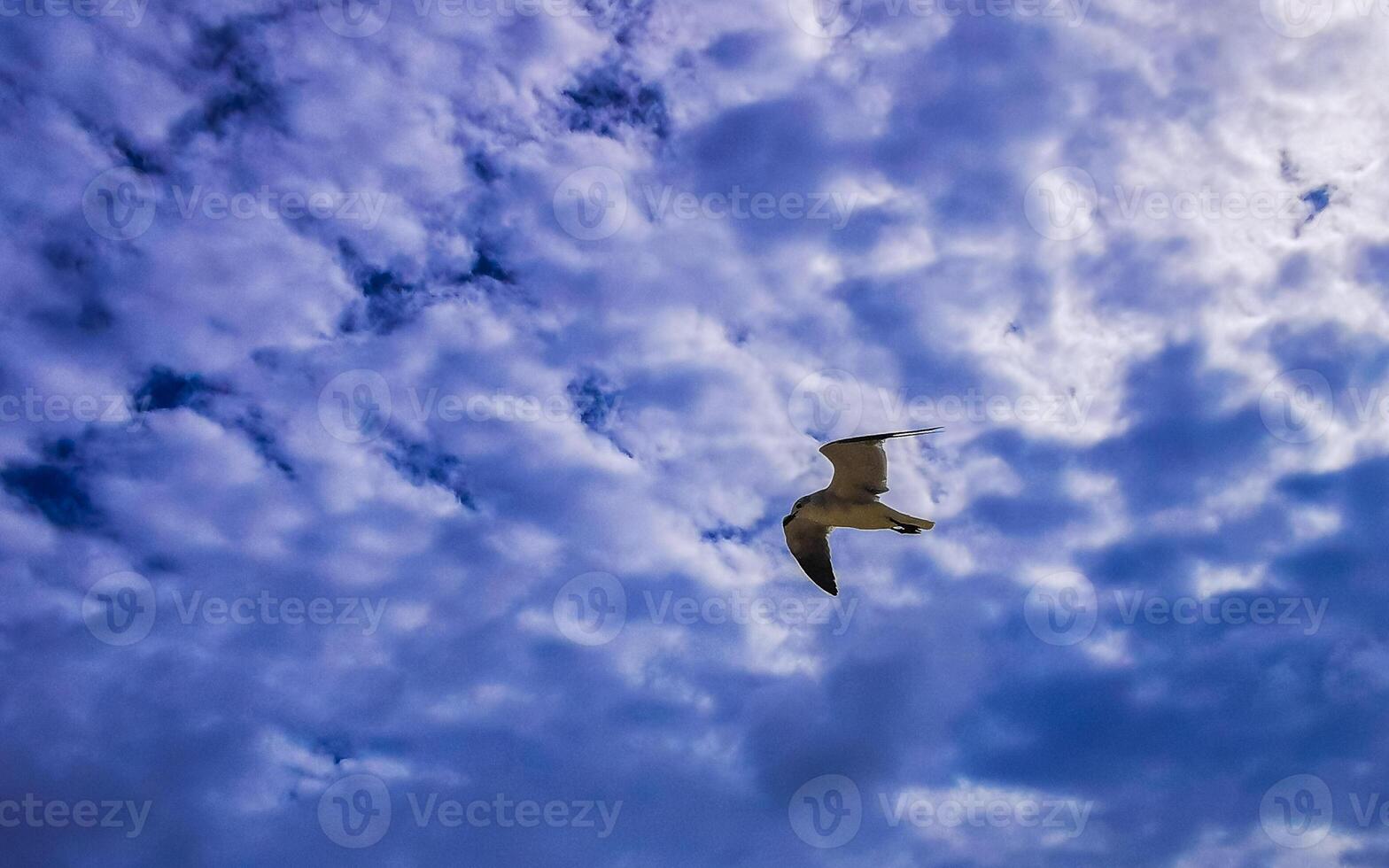 Flying seagull bird with blue sky background clouds in Mexico. photo