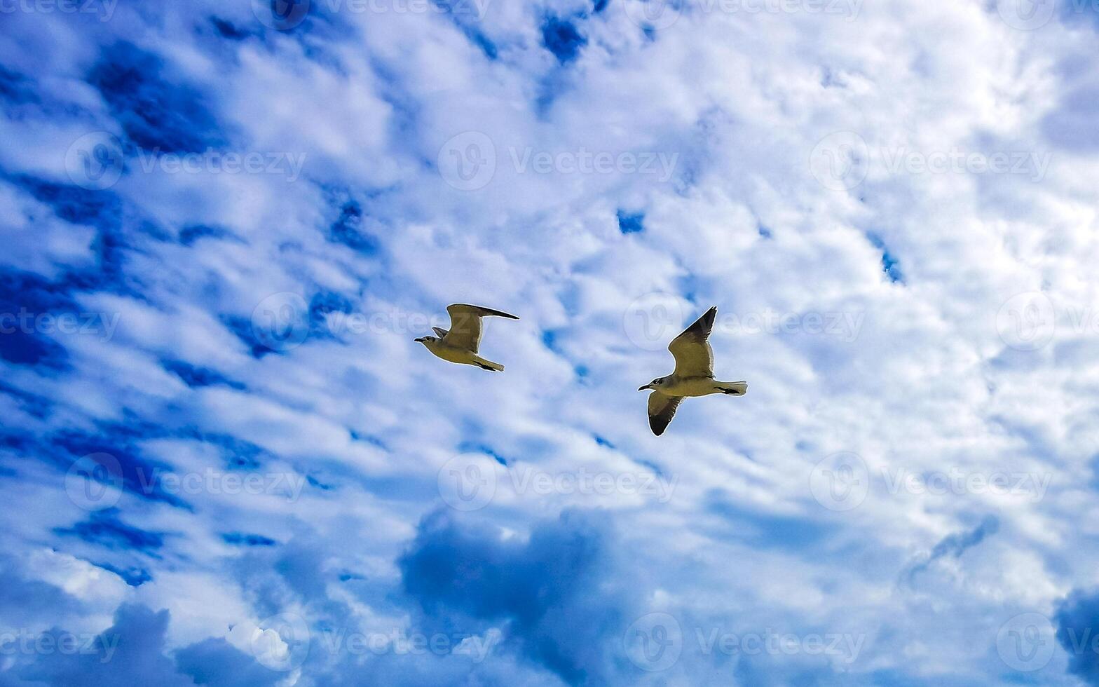 Flying seagull seagulls birds with blue sky background clouds in Mexico. photo