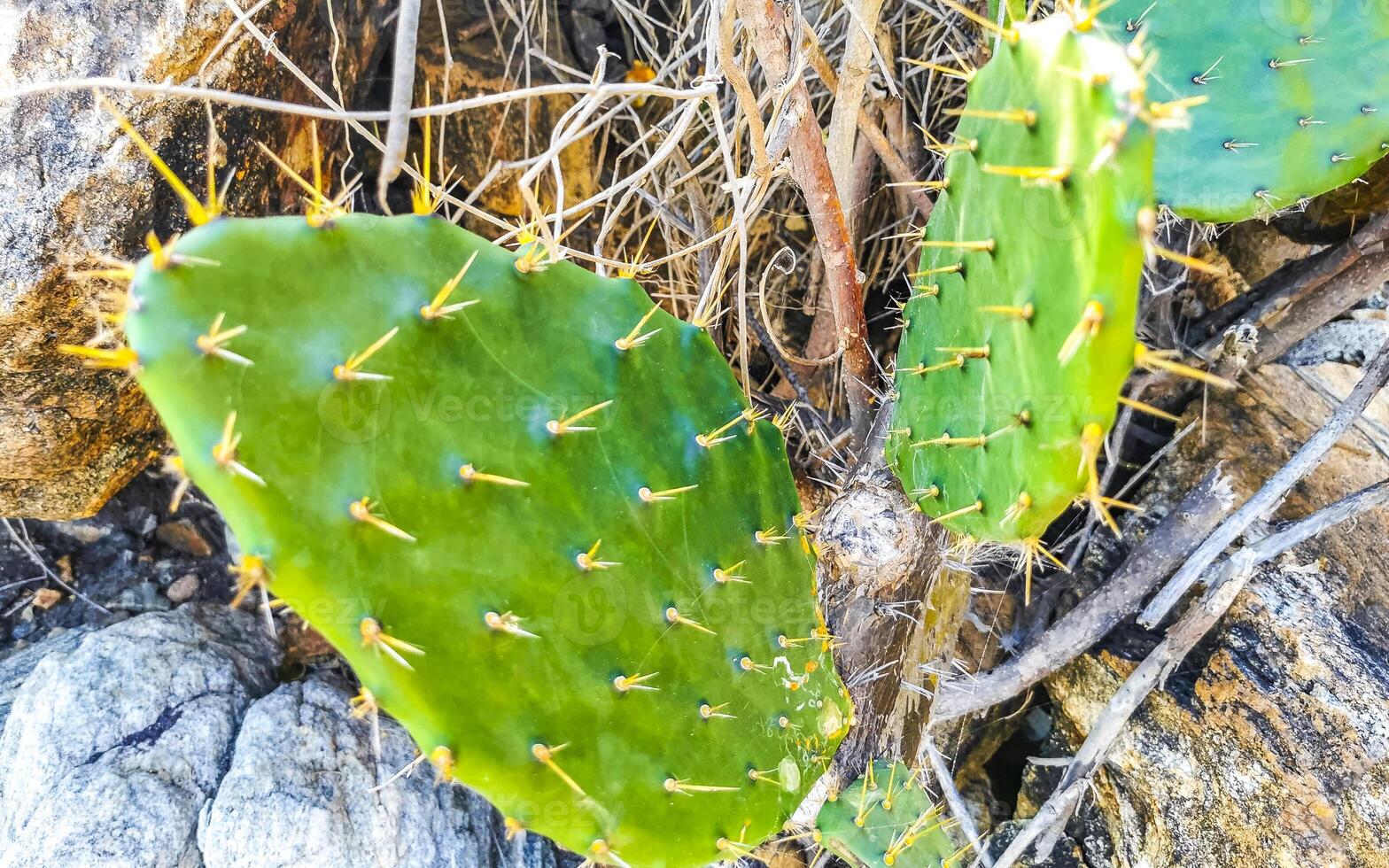 Tropical cacti cactus plants natural jungle Puerto Escondido Mexico. photo