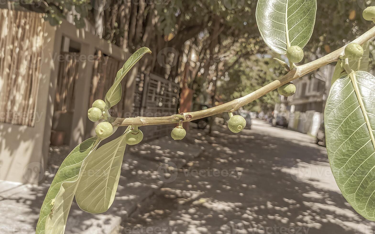 Huge old Banyan tree Ficus Insipida branch fig fruit Mexico. photo