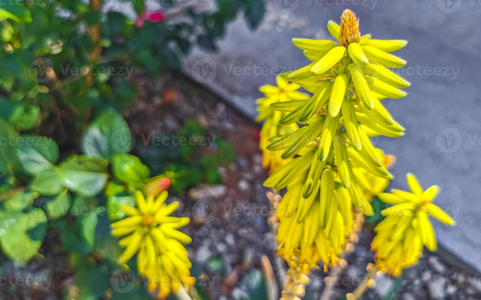 Aloe Vera Agave cactus plant plants blossoms yellow flower Mexico. photo