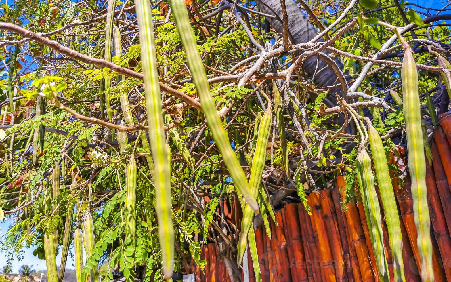 Seeds and blossoms moringa tree on green tree in Mexico. photo