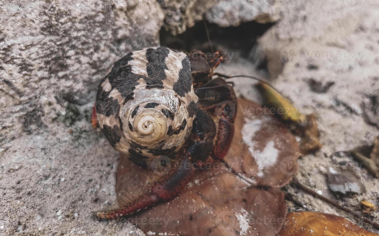 Large hermit crab crawls on beach sand Isla Contoy Mexico. photo