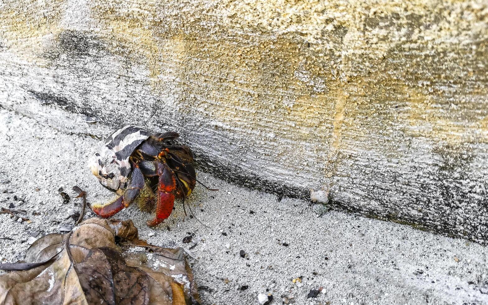 Large hermit crab crawls on beach sand Isla Contoy Mexico. photo