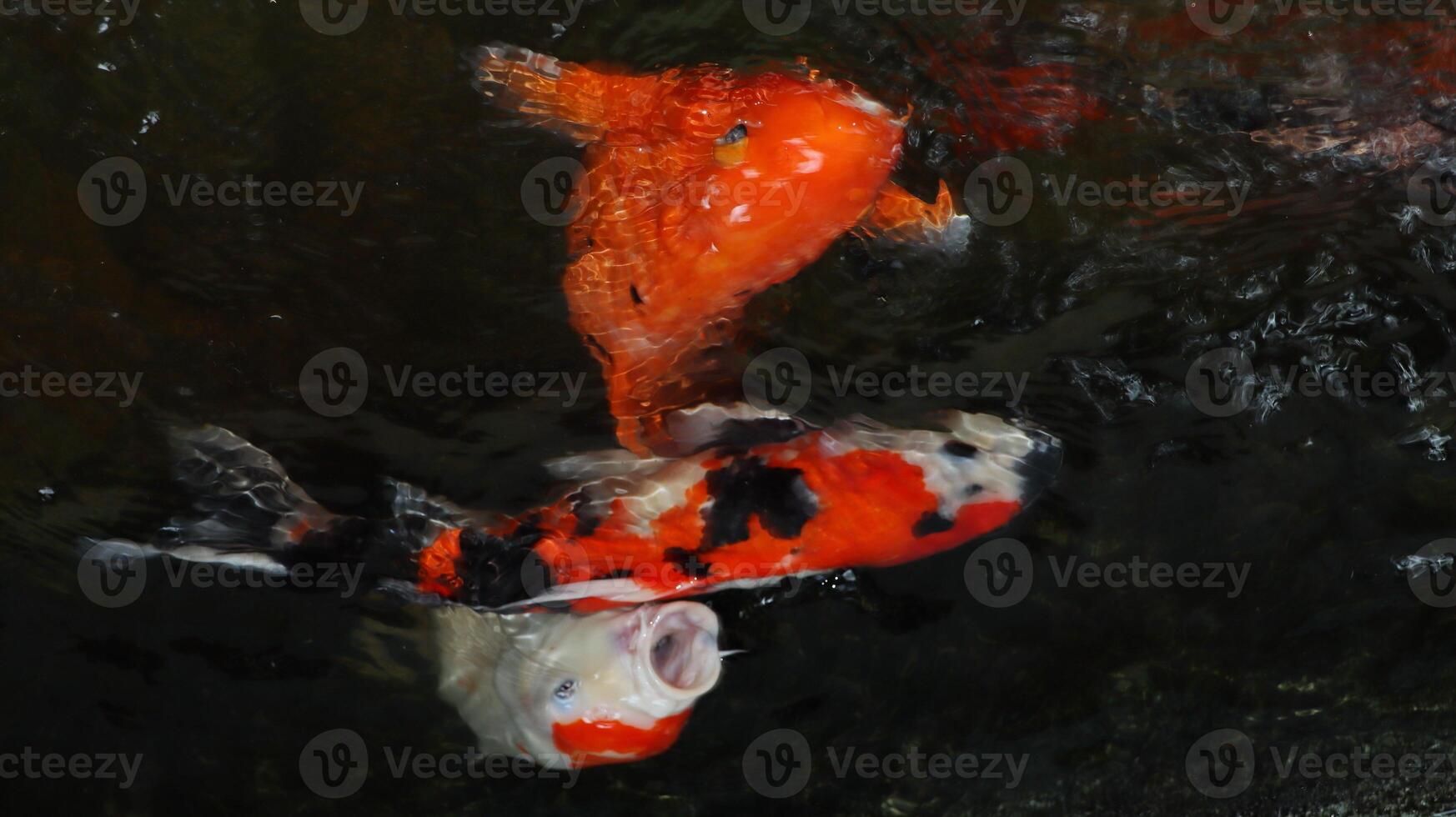 Overhead view of koi carps swimming in pond photo