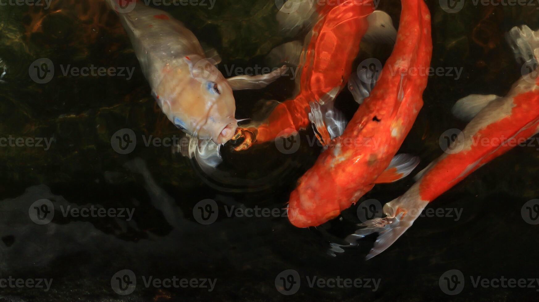 Overhead view of koi carps swimming in pond photo