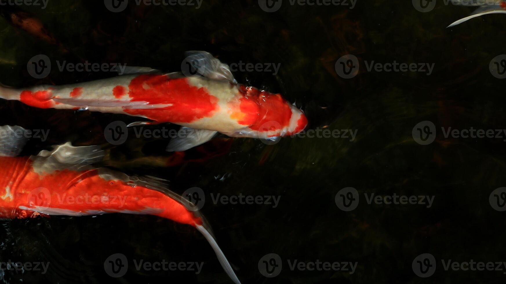 Overhead view of koi carps swimming in pond photo