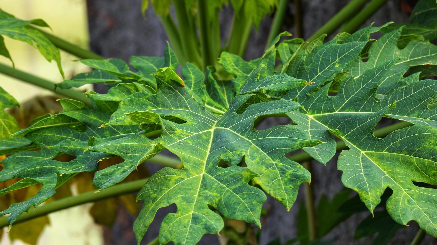 Papaya leaves are quite lush green in color. The benefits of papaya leaves also have an anti-inflammatory effect photo