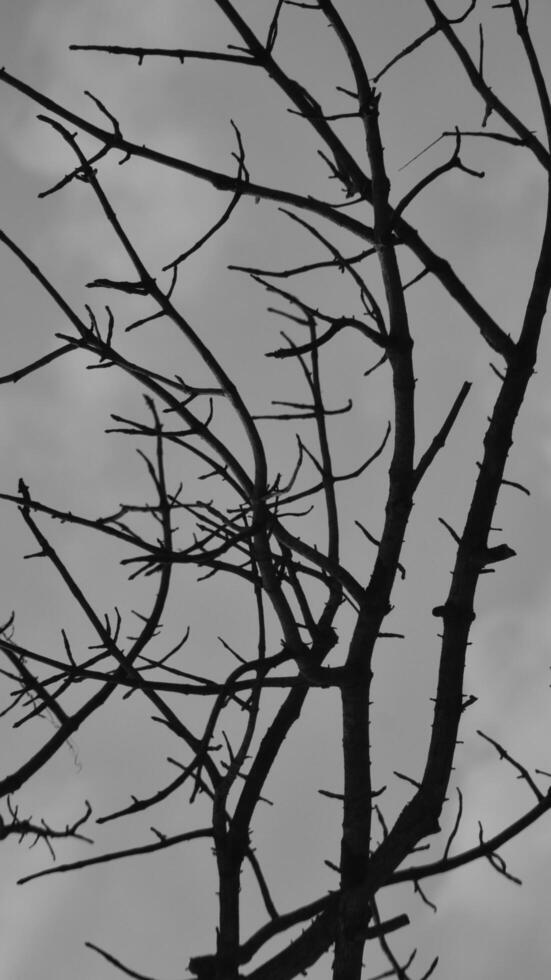Photo of a dry tree branch, without a single leaf. Isolated background, blue sky.
