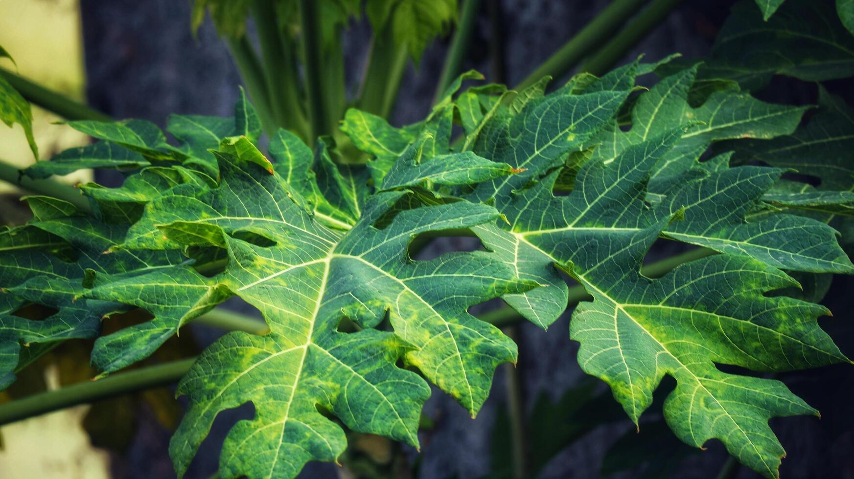 Papaya leaves are quite lush green in color. The benefits of papaya leaves also have an anti-inflammatory effect photo