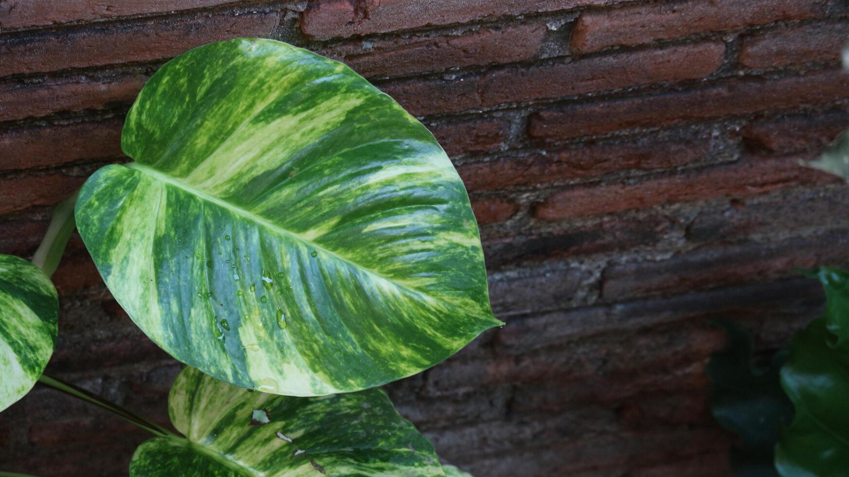 Devil's ivy plant, is considered lucky in Feng Shui. Part of the Money plant family photo