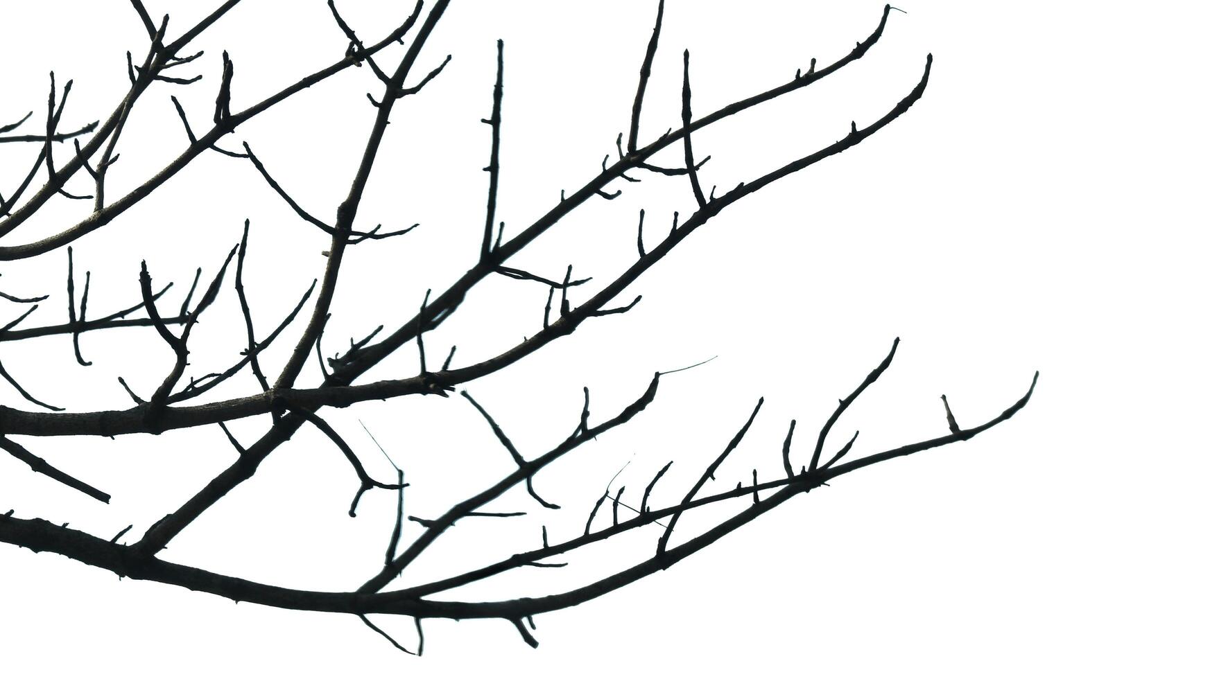 Photo of a dry tree branch, without a single leaf. Isolated background, blue sky.