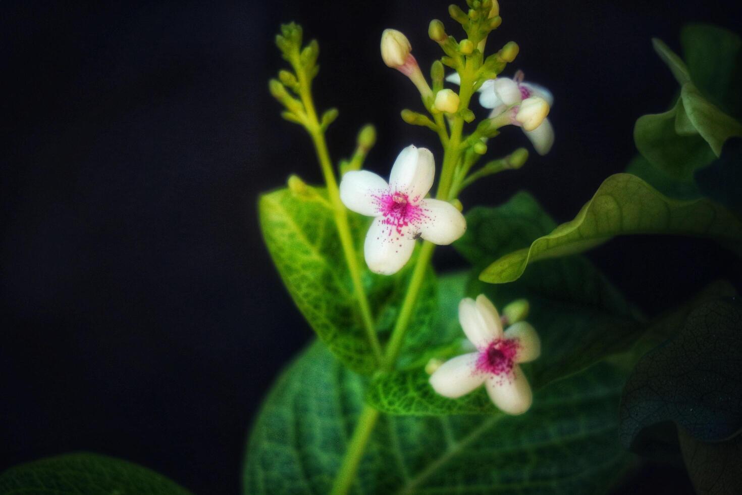 Close up photo of detailed leaves of Pseuderanthemum maculatum, commonly known as yellow vein eranthemum