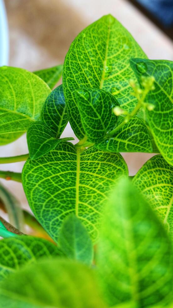 Close up photo of detailed leaves of Pseuderanthemum maculatum, commonly known as yellow vein eranthemum