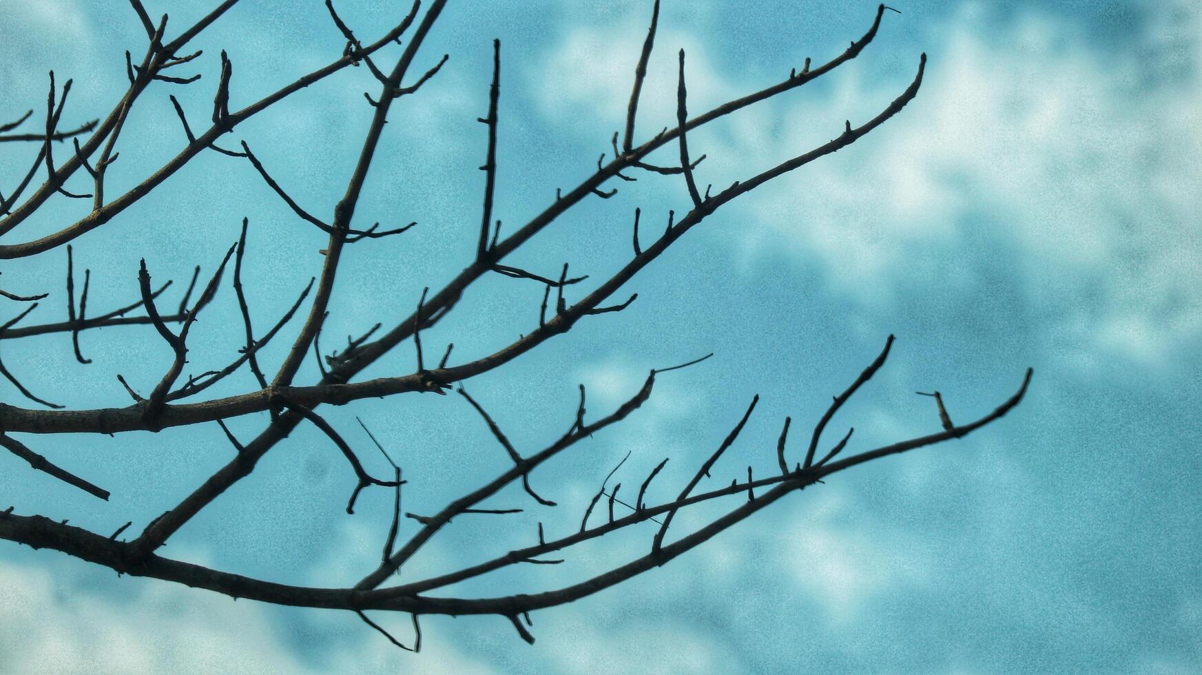 Photo of a dry tree branch, without a single leaf. Isolated background, blue sky.