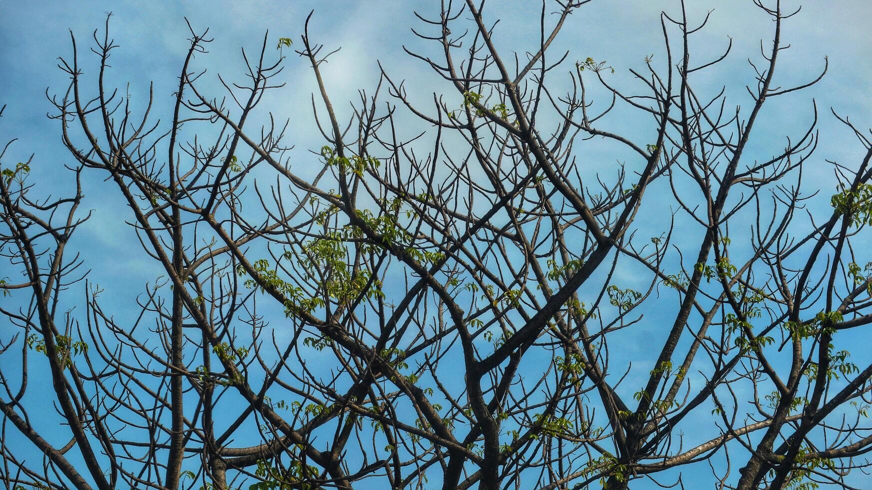 Photo of a dry tree branch, without a single leaf. Isolated background, blue sky.