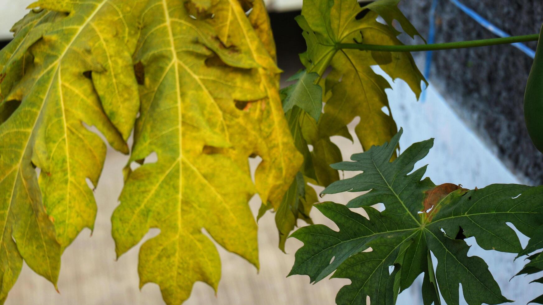 Papaya leaves are quite lush green in color. The benefits of papaya leaves also have an anti-inflammatory effect photo