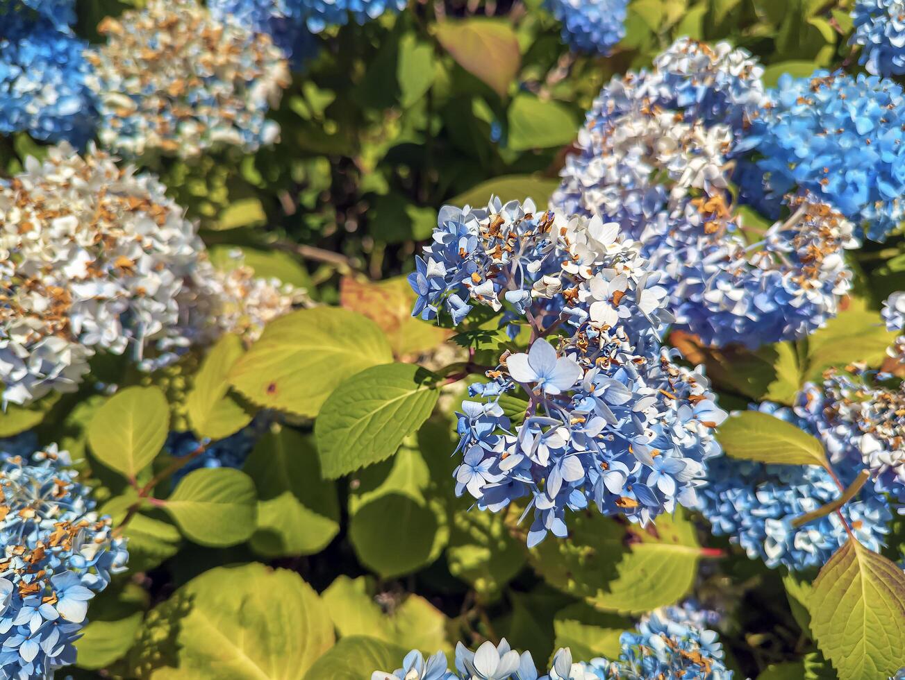 Largeleaf Hydrangea Macrophylla Blue in Portland in summer. Beautiful light blue flowers photo