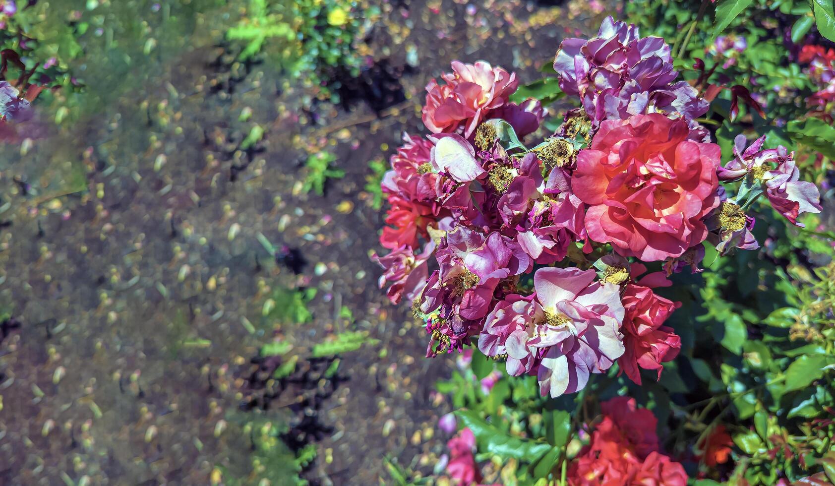 Beautiful Roses in the Garden. Peninsula Park Rose Garden in Portland, Oregon photo