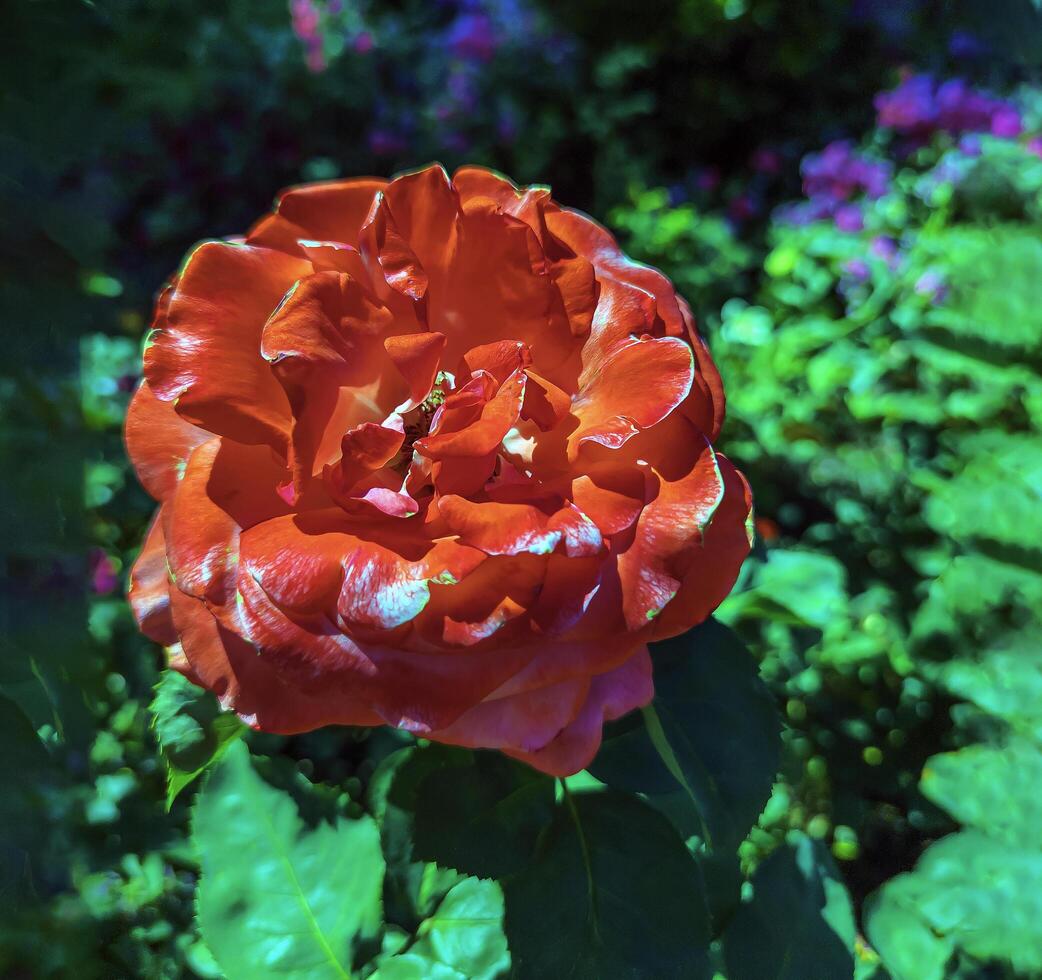 Beautiful Roses in the Garden. Peninsula Park Rose Garden in Portland, Oregon photo