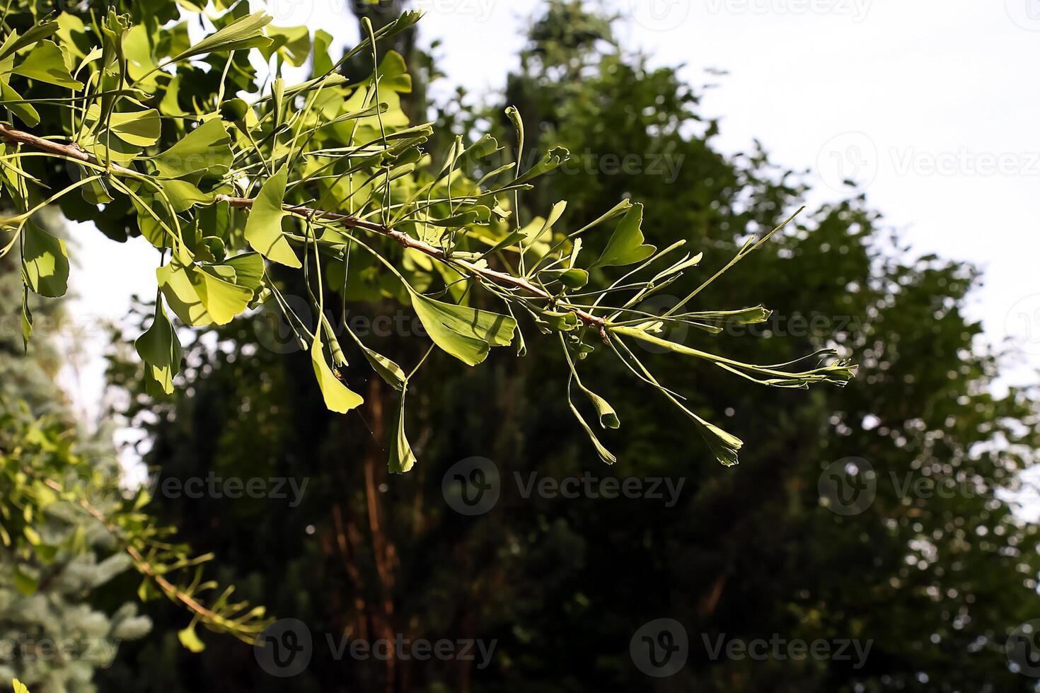 Fresh bright green leaves of ginkgo biloba. Latin name Ginkgo biloba L. Branches of a ginkgo tree in Nitra in Slovakia photo