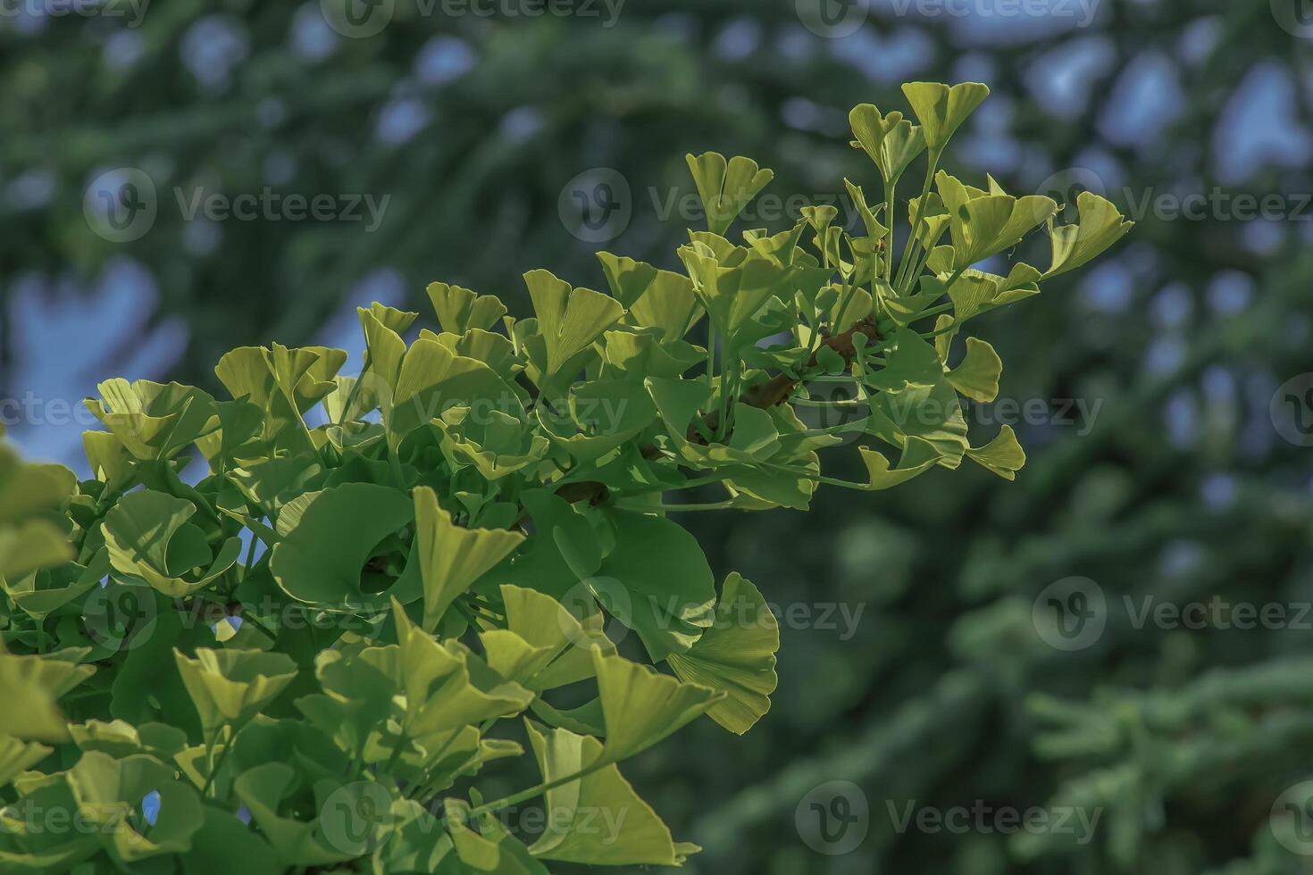 Fresh bright green leaves of ginkgo biloba. Latin name Ginkgo biloba L. Branches of a ginkgo tree in Nitra in Slovakia photo