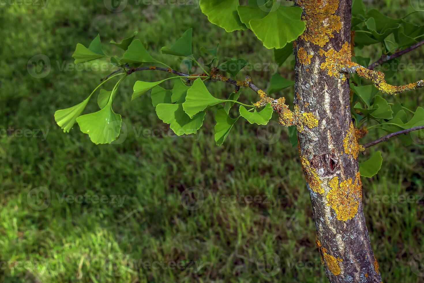 Fresh bright green leaves and trunk of Ginkgo biloba. Latin name Ginkgo biloba L. Branches of a ginkgo tree in Nitra in Slovakia. photo