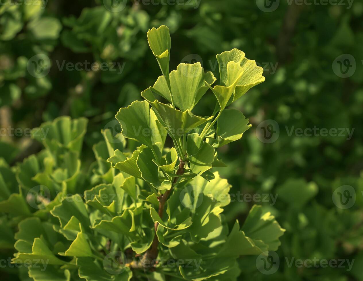 Fresh bright green leaves of ginkgo biloba. Latin name Ginkgo biloba L. Branches of a ginkgo tree in Nitra in Slovakia photo