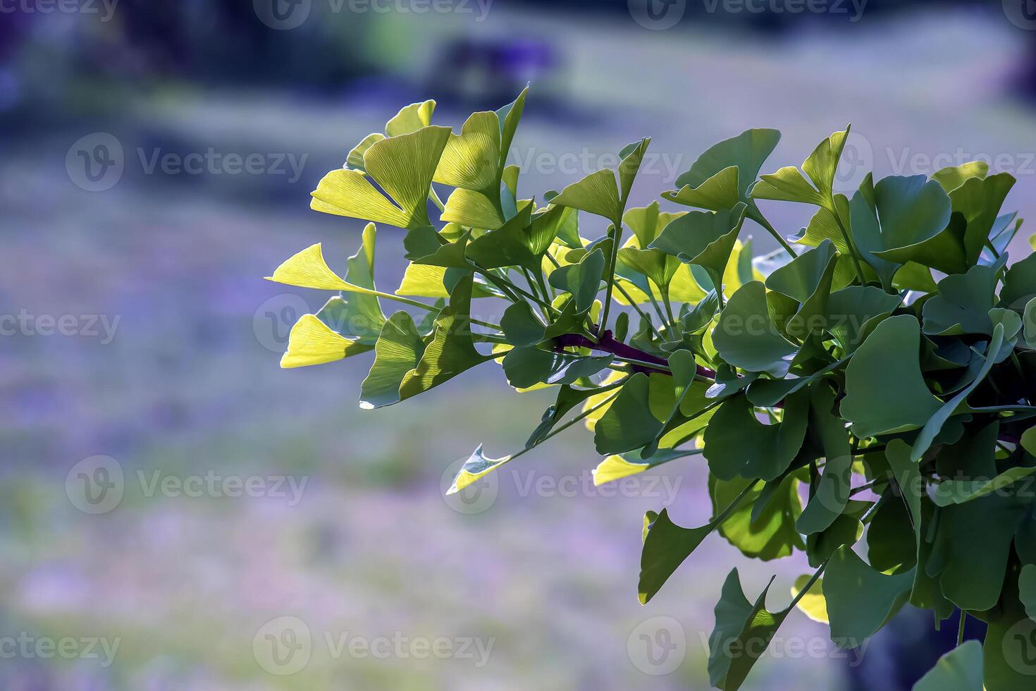 Fresh bright green leaves of ginkgo biloba. Latin name Ginkgo biloba L. Branches of a ginkgo tree in Nitra in Slovakia photo