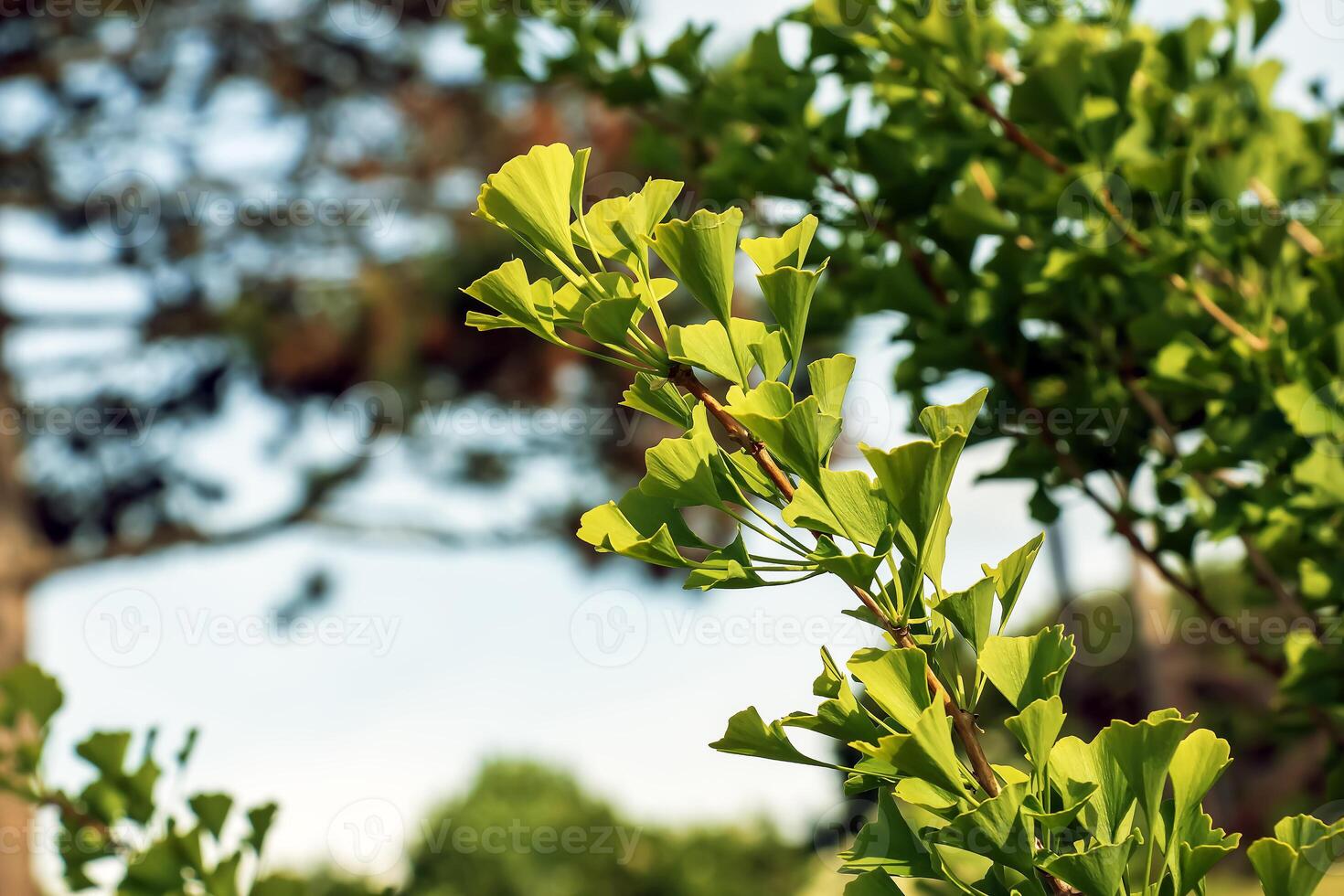 Fresh bright green leaves of ginkgo biloba. Latin name Ginkgo biloba L. Branches of a ginkgo tree in Nitra in Slovakia photo