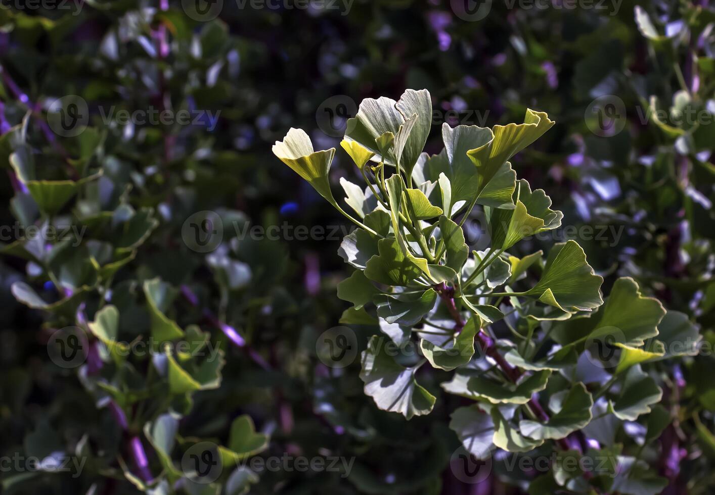 Fresh bright green leaves of ginkgo biloba. Latin name Ginkgo biloba L. Branches of a ginkgo tree in Nitra in Slovakia photo