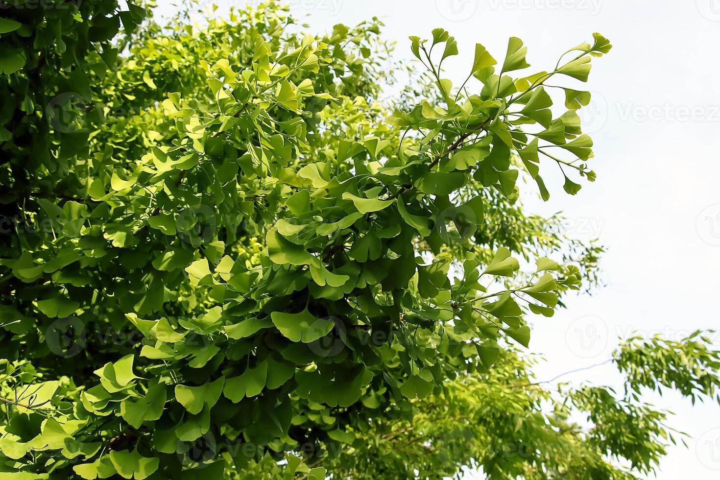 Fresh bright green leaves of ginkgo biloba. Latin name Ginkgo biloba L. Branches of a ginkgo tree in Nitra in Slovakia photo