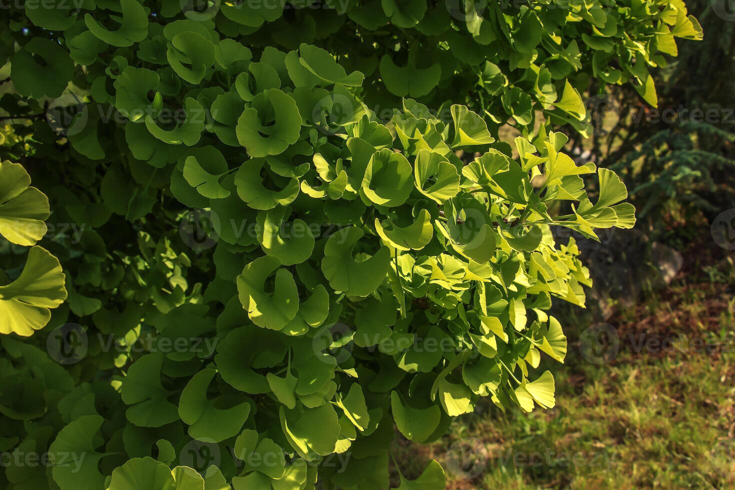 Fresh bright green leaves of ginkgo biloba. Latin name Ginkgo biloba L. Branches of a ginkgo tree in Nitra in Slovakia photo