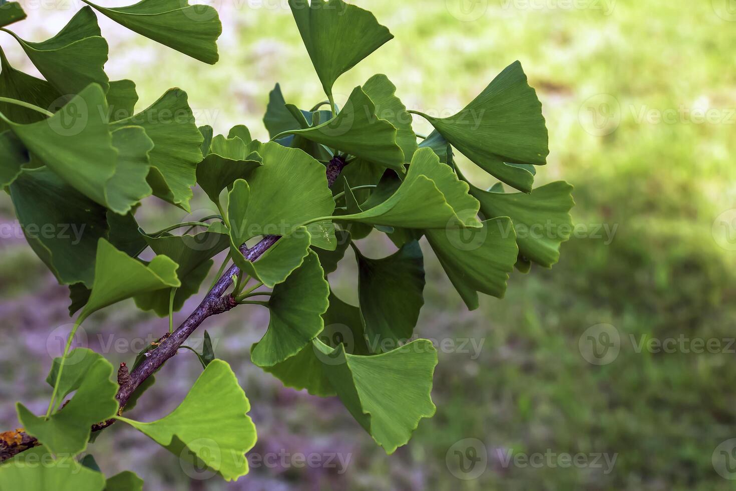 Fresh bright green leaves of ginkgo biloba. Latin name Ginkgo biloba L. Branches of a ginkgo tree in Nitra in Slovakia photo