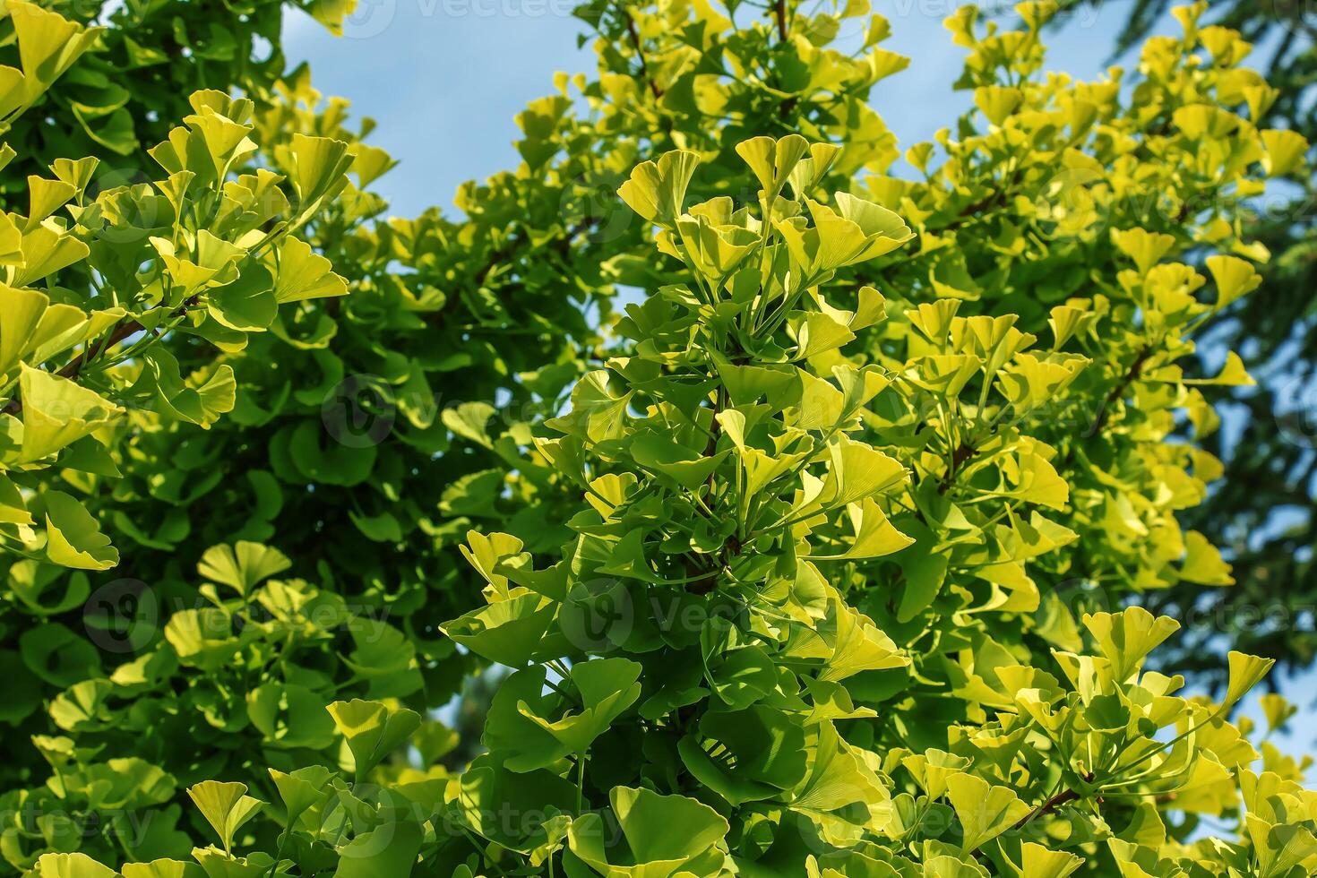 Fresh bright green leaves of ginkgo biloba. Latin name Ginkgo biloba L. Branches of a ginkgo tree in Nitra in Slovakia photo
