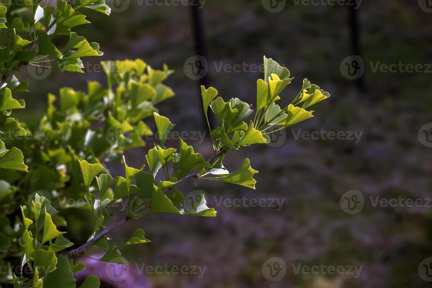 Fresh bright green leaves of ginkgo biloba. Latin name Ginkgo biloba L. Branches of a ginkgo tree in Nitra in Slovakia photo