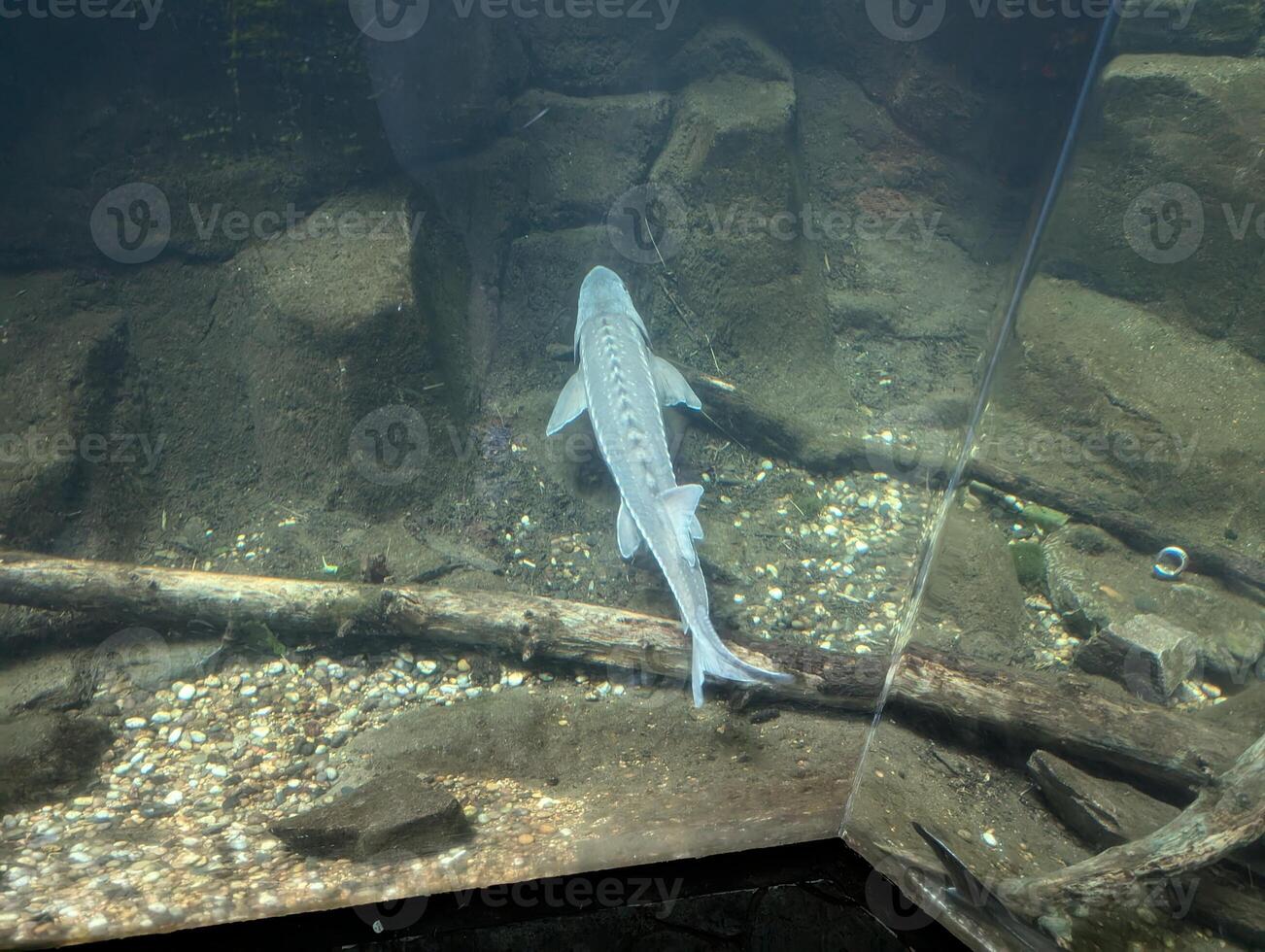 Pacific sturgeon in the aquarium at the Portland Zoo, Oregon, USA. Acipenser medirostris photo