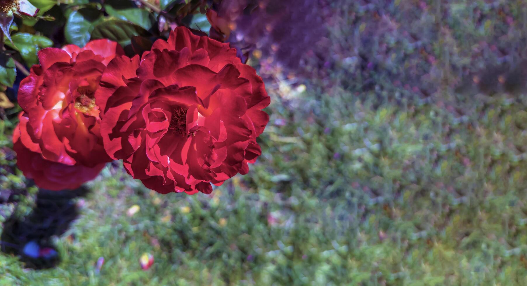 Beautiful Roses in the Garden. Peninsula Park Rose Garden in Portland, Oregon photo