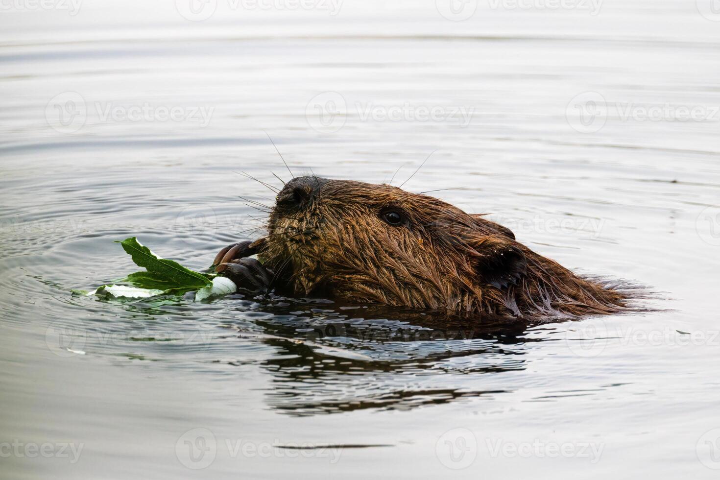 Eating Beaver in Dawson, Yukon territory, Canada photo