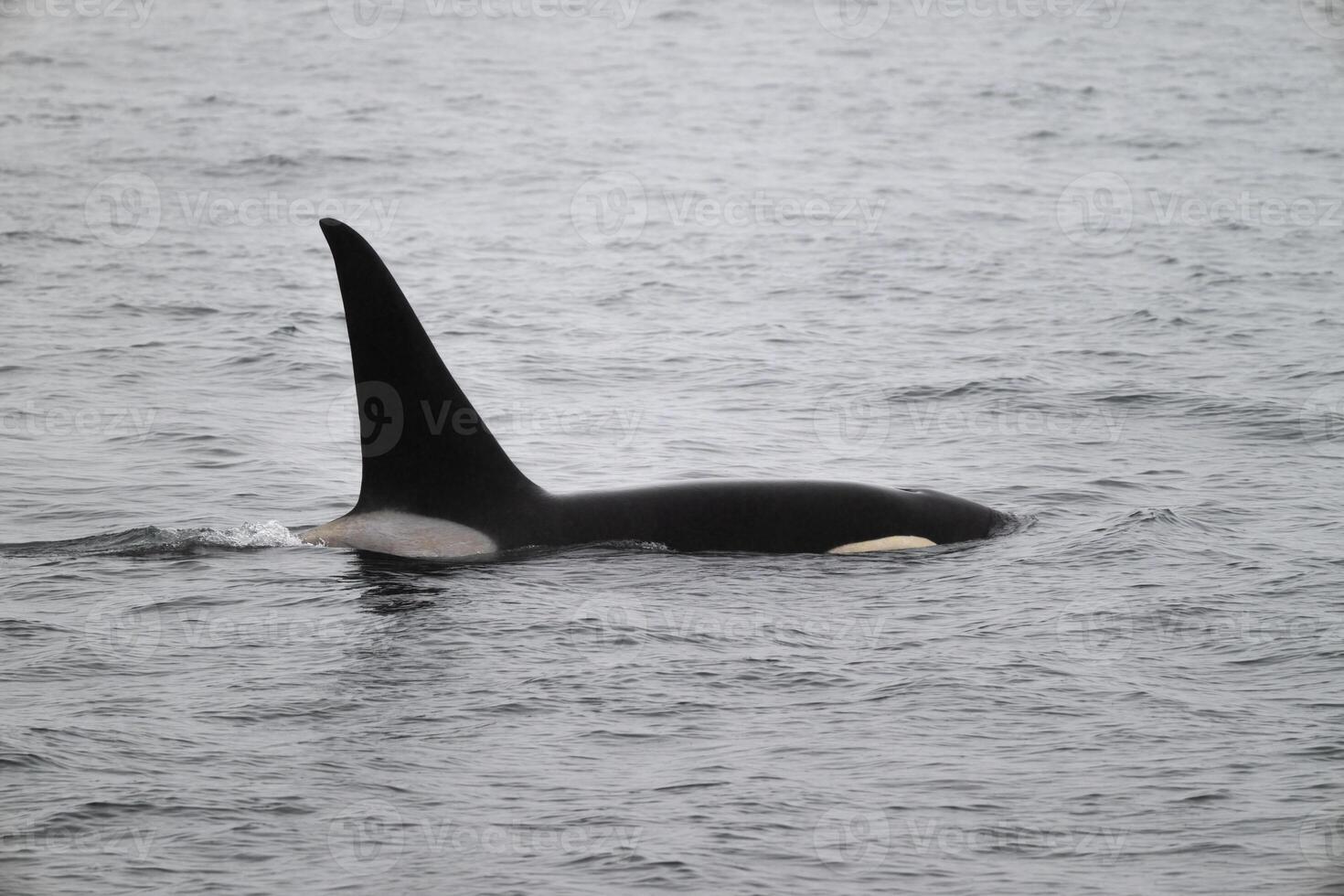 Killer whale at North Pacific Ocean, Alaska photo
