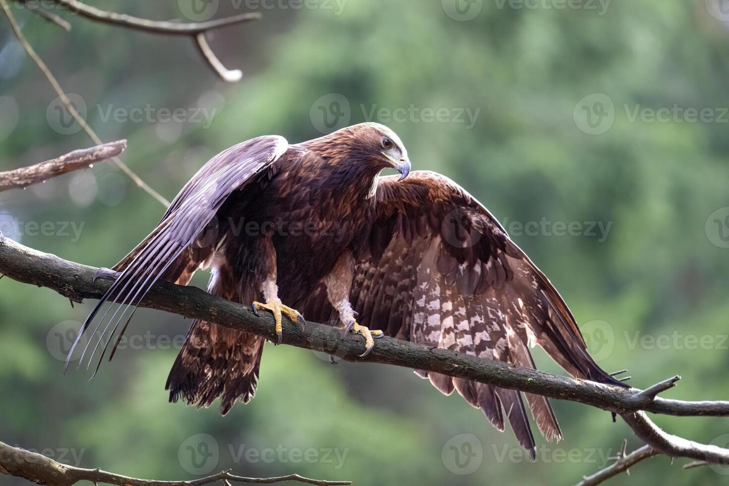 Golden Eagle in The Bohemian Moravian Highlands. photo